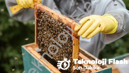 ISO 22000: Gıda Güvenliği ve Kalite Yönetim Sistemi