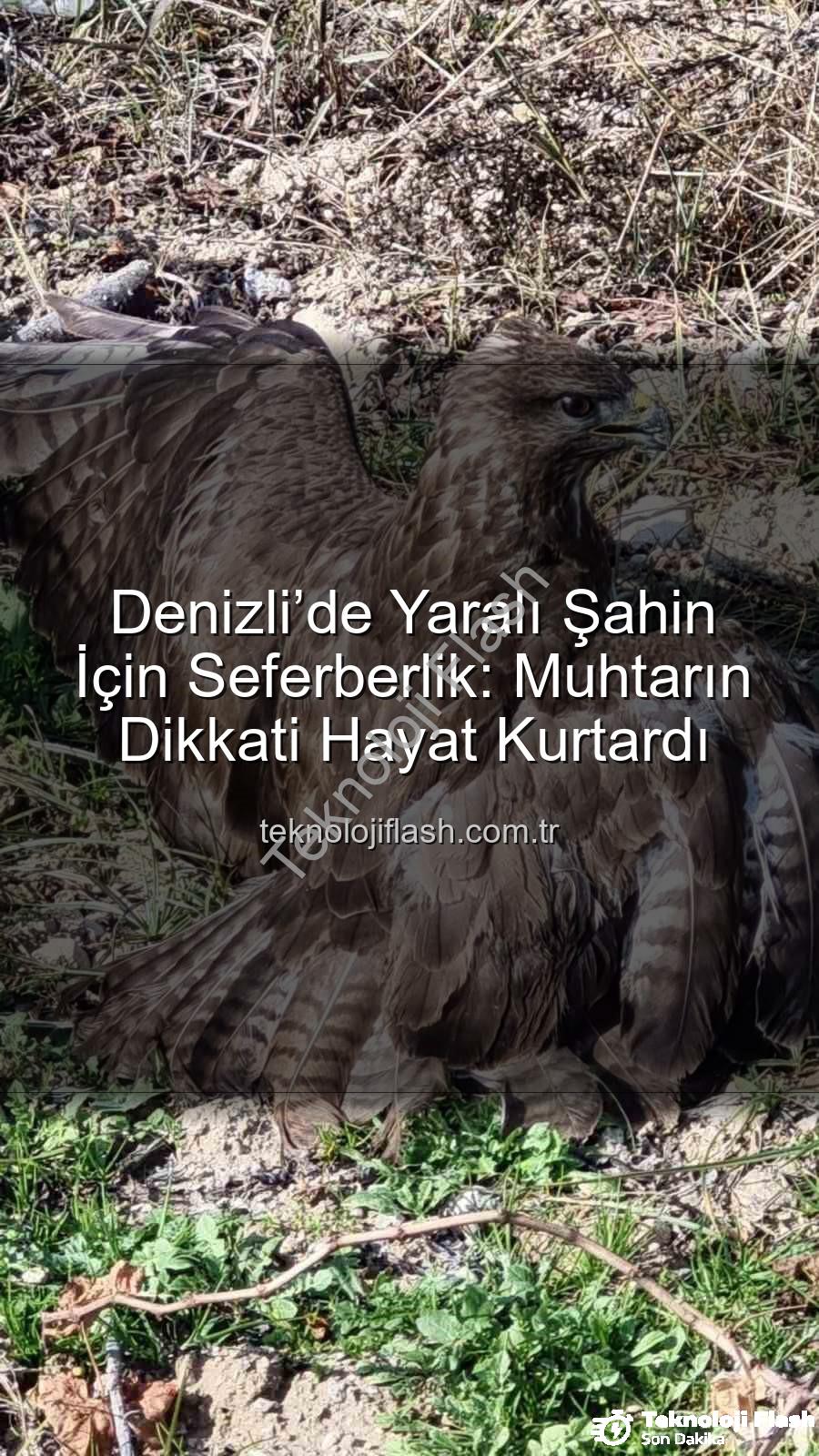 Denizli'de yaralı şahin - Denizli’de Yaralı Şahin İçin Seferberlik: Muhtarın Dikkati Hayat Kurtardı
