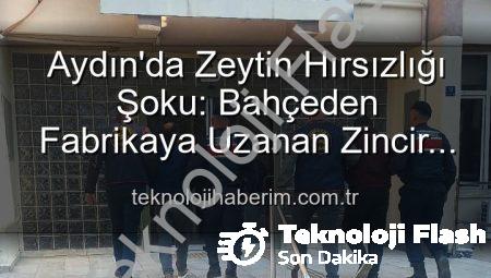 Aydın’da Zeytin Hırsızlığı Şoku: Bahçeden Fabrikaya Uzanan Zincir Kırıldı!