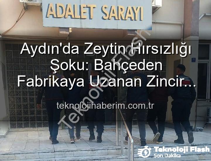 zeytin hırsızlığı - Aydın'da Zeytin Hırsızlığı Şoku: Bahçeden Fabrikaya Uzanan Zincir Kırıldı!