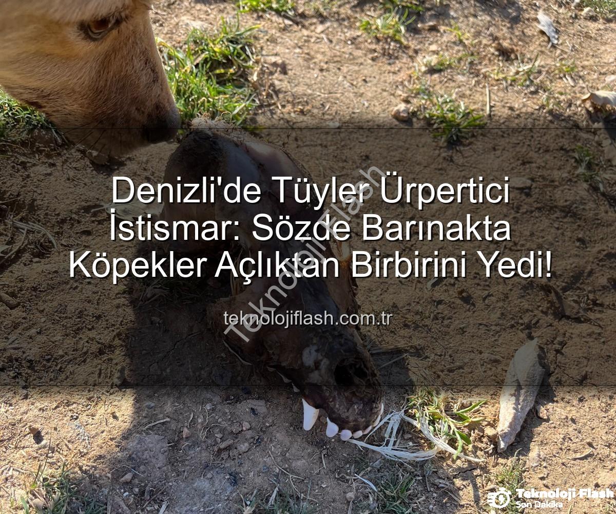 hayvan istismarı - Denizli'de Tüyler Ürpertici İstismar: Sözde Barınakta Köpekler Açlıktan Birbirini Yedi!