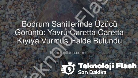 Bodrum Sahillerinde Üzücü Görüntü: Yavru Caretta Caretta Kıyıya Vurmuş Halde Bulundu