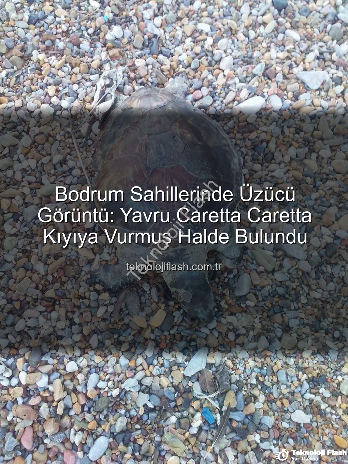 caretta caretta - Bodrum Sahillerinde Üzücü Görüntü: Yavru Caretta Caretta Kıyıya Vurmuş Halde Bulundu