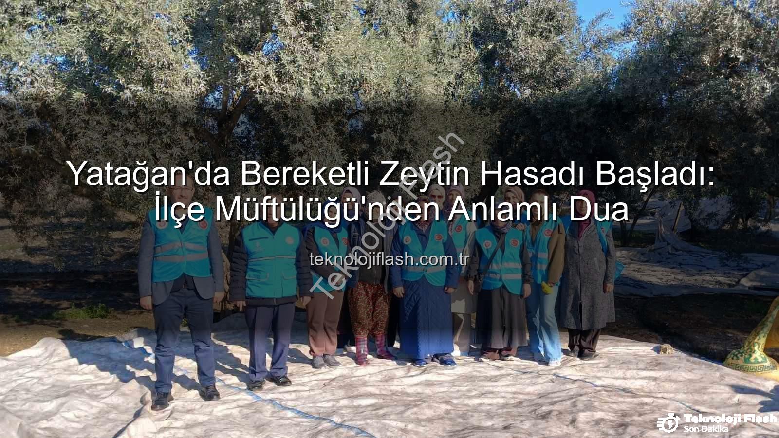 Yatağan zeytin hasadı - Yatağan'da Bereketli Zeytin Hasadı Başladı: İlçe Müftülüğü'nden Anlamlı Dua