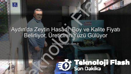 Aydın’da Zeytin Hasadı: Boy ve Kalite Fiyatı Belirliyor, Üreticinin Yüzü Gülüyor