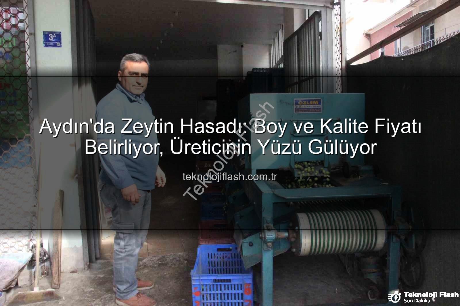 zeytin hasadı - Aydın'da Zeytin Hasadı: Boy ve Kalite Fiyatı Belirliyor, Üreticinin Yüzü Gülüyor