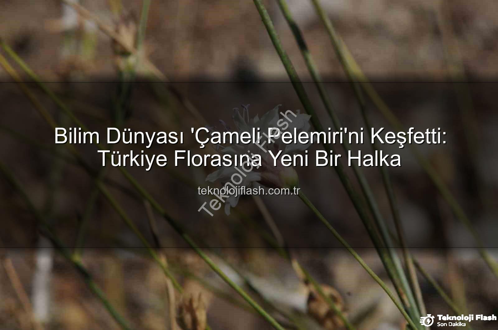 Çameli pelemiri - Bilim Dünyası 'Çameli Pelemiri'ni Keşfetti: Türkiye Florasına Yeni Bir Halka