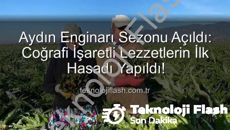 Aydın Enginarı Sezonu Açıldı: Coğrafi İşaretli Lezzetlerin İlk Hasadı Yapıldı!