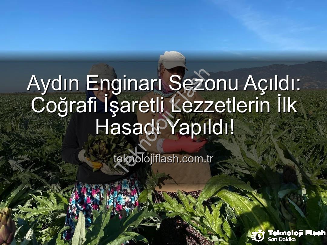 Aydın Enginarı - Aydın Enginarı Sezonu Açıldı: Coğrafi İşaretli Lezzetlerin İlk Hasadı Yapıldı!