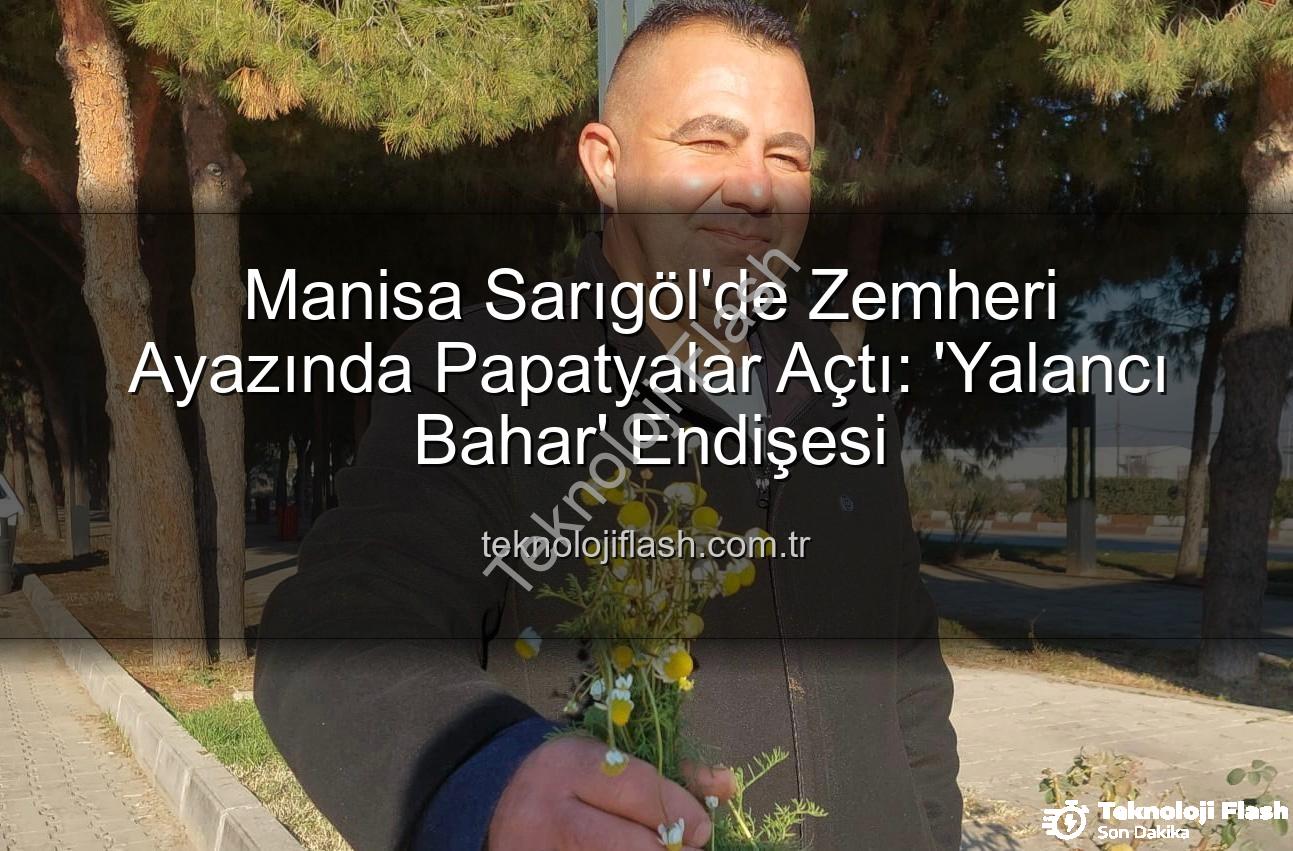 zemheri papatyaları - Manisa Sarıgöl'de Zemheri Ayazında Papatyalar Açtı: 'Yalancı Bahar' Endişesi