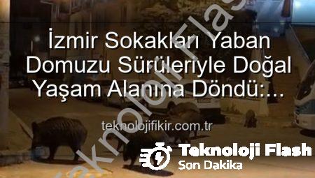 İzmir Sokakları Yaban Domuzu Sürüleriyle Dolanıyor: Vatandaşlar Tedirgin, Yetkililere Çağrı Var